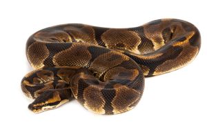 Python regius, enchi leopard, adulte